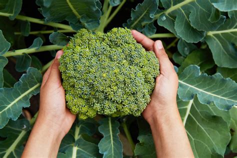 Broccoli Seeds: Growing a Touch of Magic at Home